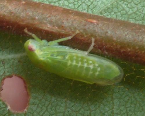 Réf. 186 827 : Iassus scutellaris